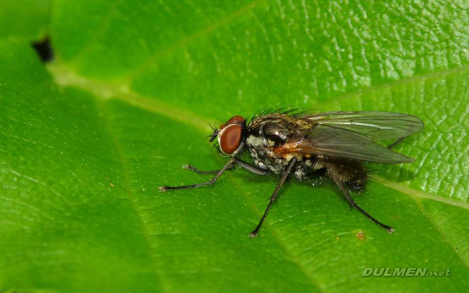 House Fly (Female, Muscina levida)